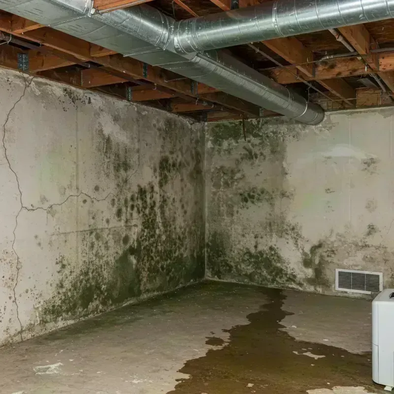 Professional Mold Removal in Heflin, AL